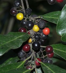 Euclea natalensis natalensis