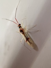 Hyaliodes