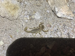 Paravaejovis confusus