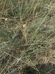 Allium vineale compactum