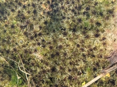 Cuspidata