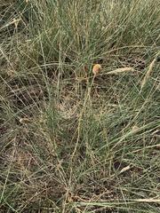 Allium vineale compactum