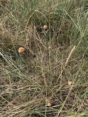 Allium vineale compactum