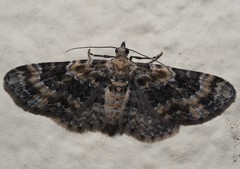Eupithecia linariata