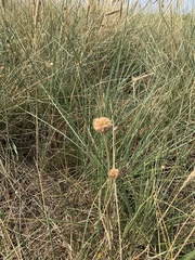 Allium vineale compactum