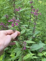 Stachys chamissonis cooleyae