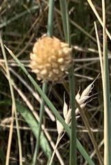 Allium vineale compactum