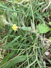 Lysimachia japonica