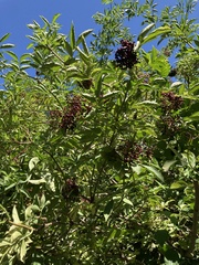 Sambucus nigra