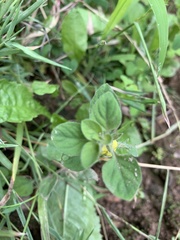 Lysimachia japonica