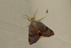 Noctua janthina