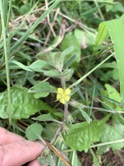 Lysimachia japonica