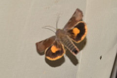Noctua janthina