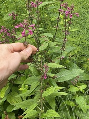 Stachys chamissonis cooleyae