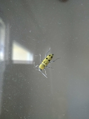 Chlorophorus glabromaculatus