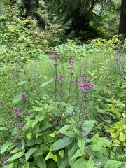 Stachys chamissonis cooleyae