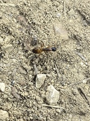 Camponotus americanus