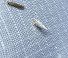 Neocenchrea heidemanni