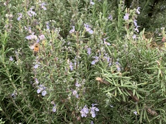 Salvia rosmarinus