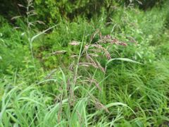 Calamagrostis purpurea