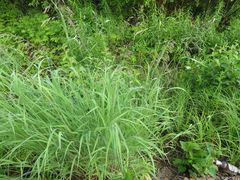Calamagrostis purpurea