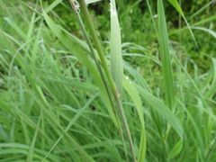 Calamagrostis purpurea