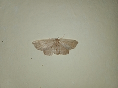 Phalacra vidhisara