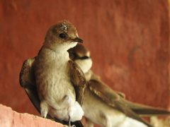 Stelgidopteryx serripennis ridgwayi