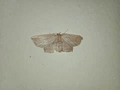 Phalacra vidhisara
