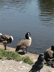 Branta canadensis