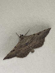 Digrammia gnophosaria