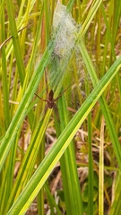 Dolomedes striatus
