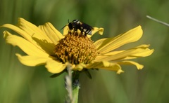 Triepeolus remigatus
