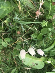 Silene vulgaris
