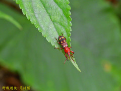Baryrhynchus poweri