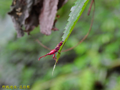 Baryrhynchus poweri