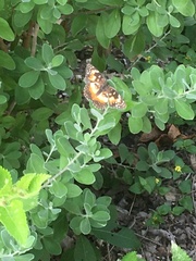 Chlosyne lacinia