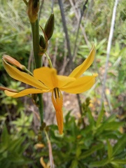 Echeandia mexicana