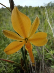 Echeandia mexicana