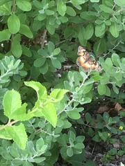 Chlosyne lacinia
