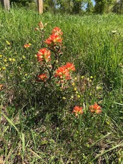 Castilleja indivisa