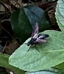 Trichopoda lanipes