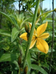 Echeandia mexicana