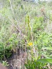 Echeandia mexicana