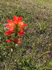 Castilleja indivisa