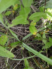 Echeandia mexicana