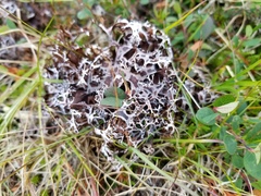 Masonhalea richardsonii