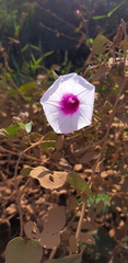 Ipomoea tiliacea