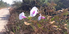 Ipomoea tiliacea