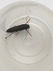 Serropalpus barbatus